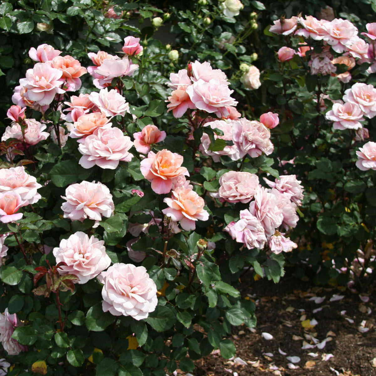 Distant Drums Hardy Rose Seeds, 30 seeds