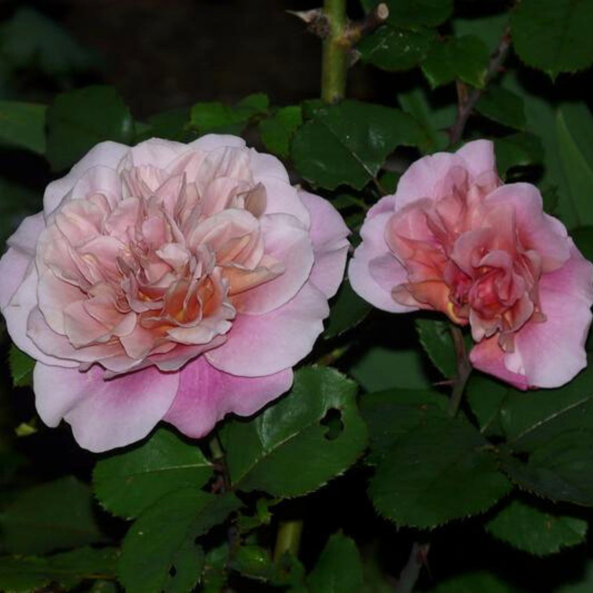 Distant Drums Hardy Rose Seeds, 30 seeds