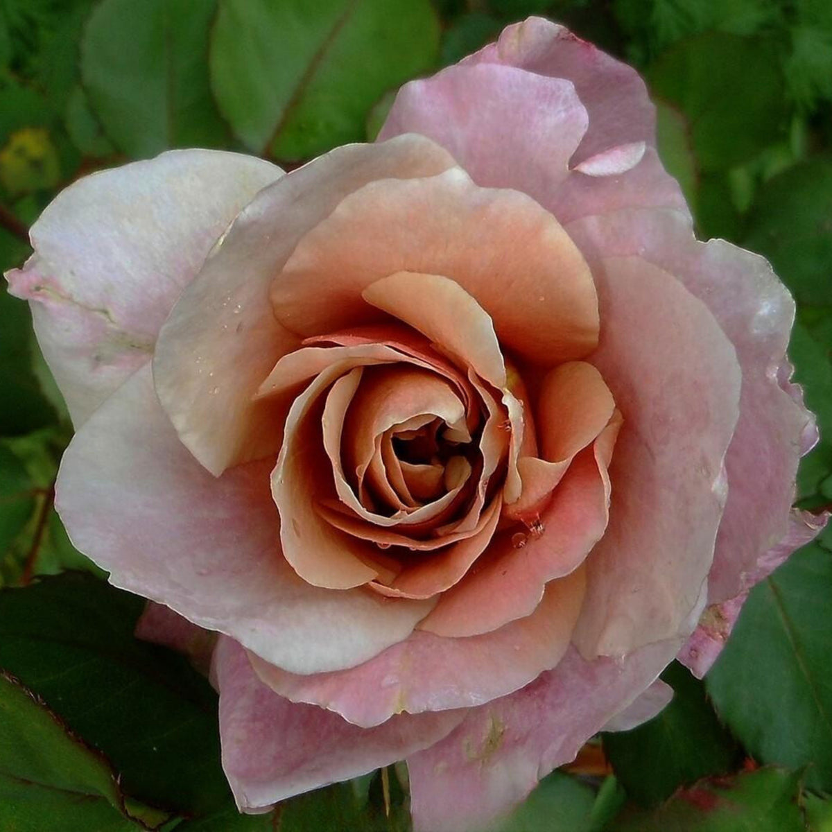 Distant Drums Hardy Rose Seeds, 30 seeds