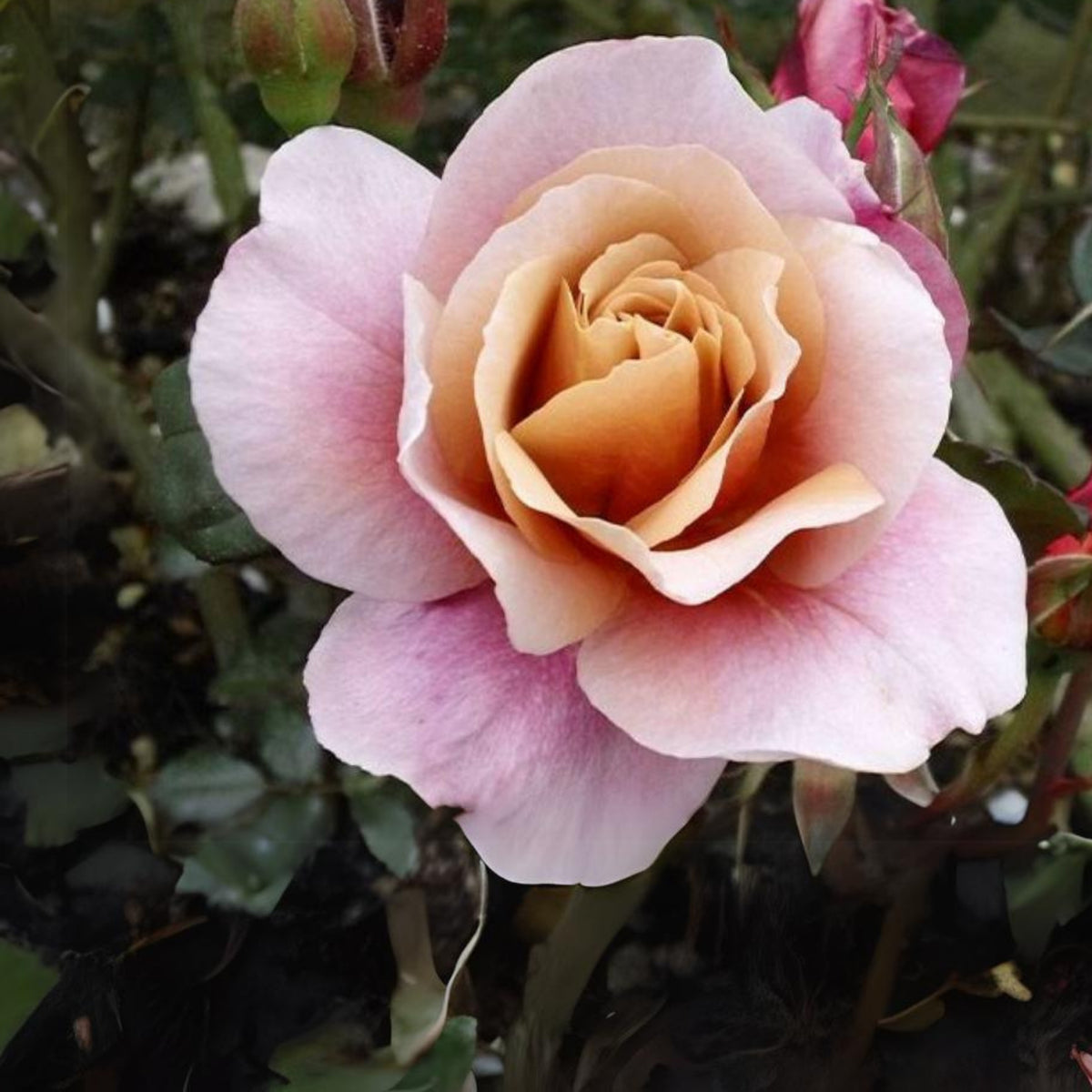 Distant Drums Hardy Rose Seeds, 30 seeds