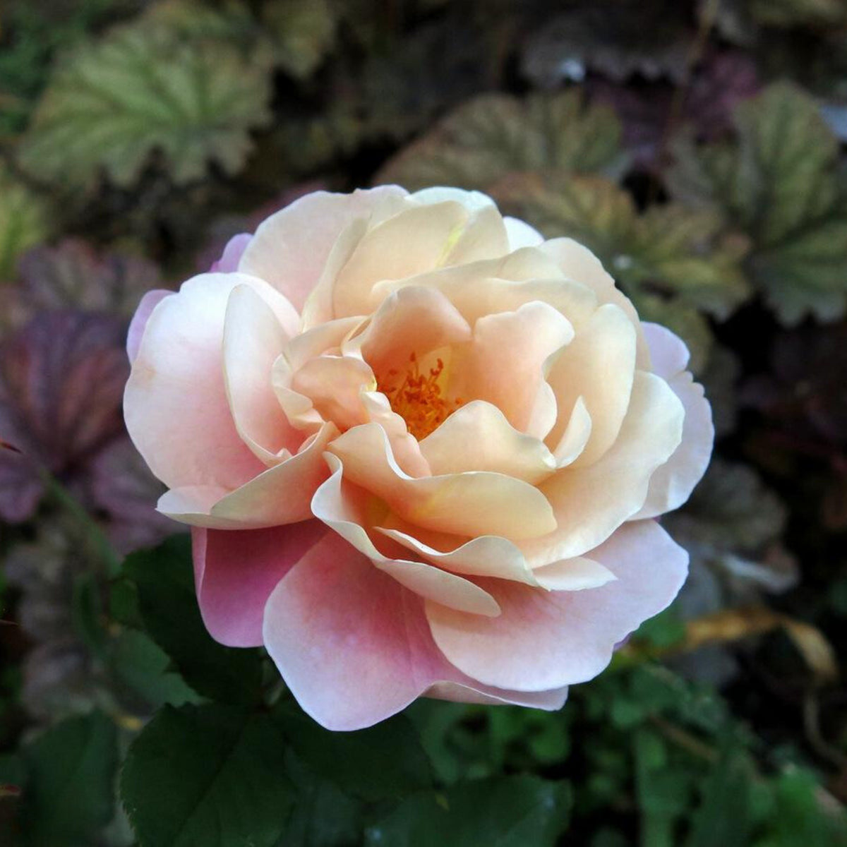 Distant Drums Hardy Rose Seeds, 30 seeds