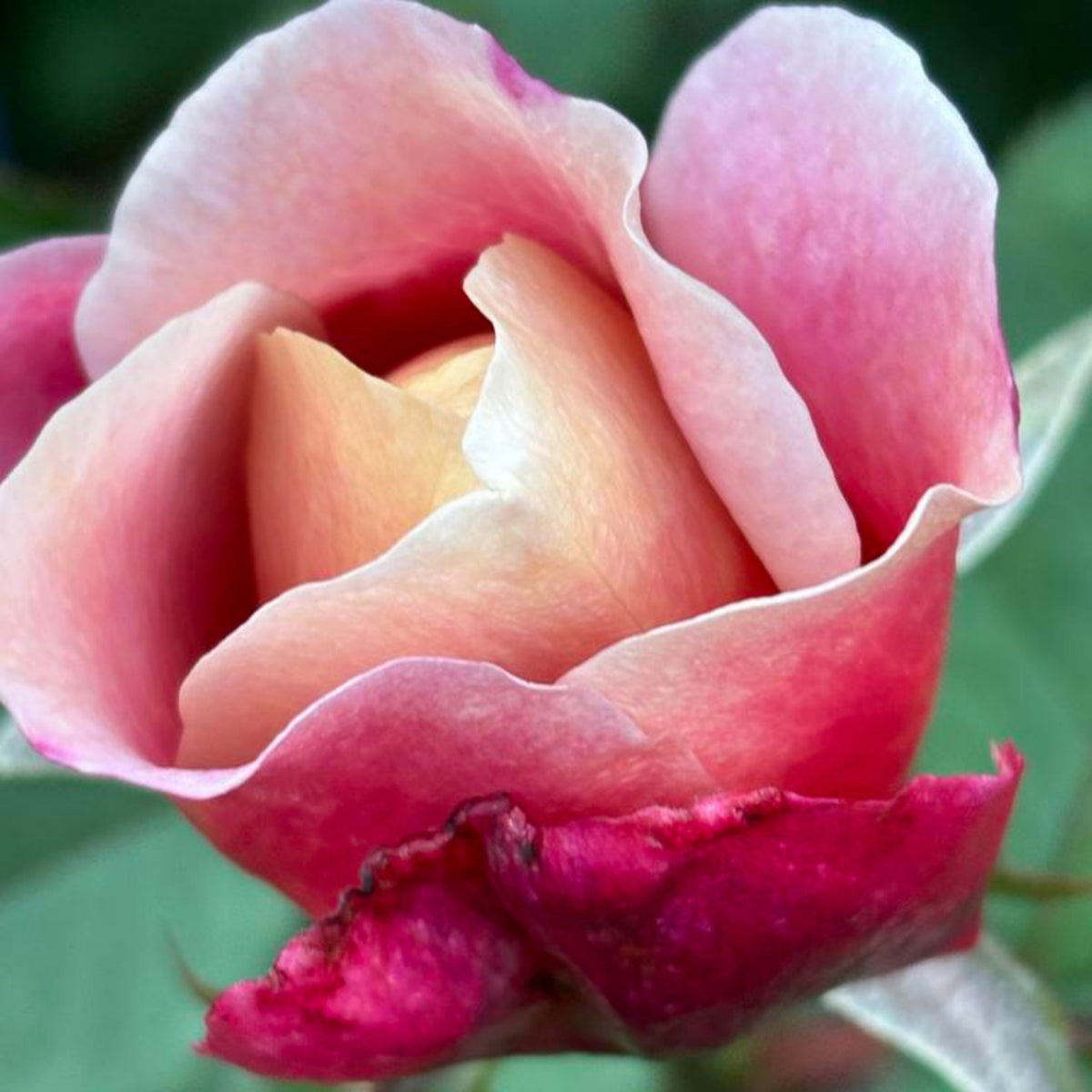 Distant Drums Hardy Rose Seeds, 30 seeds