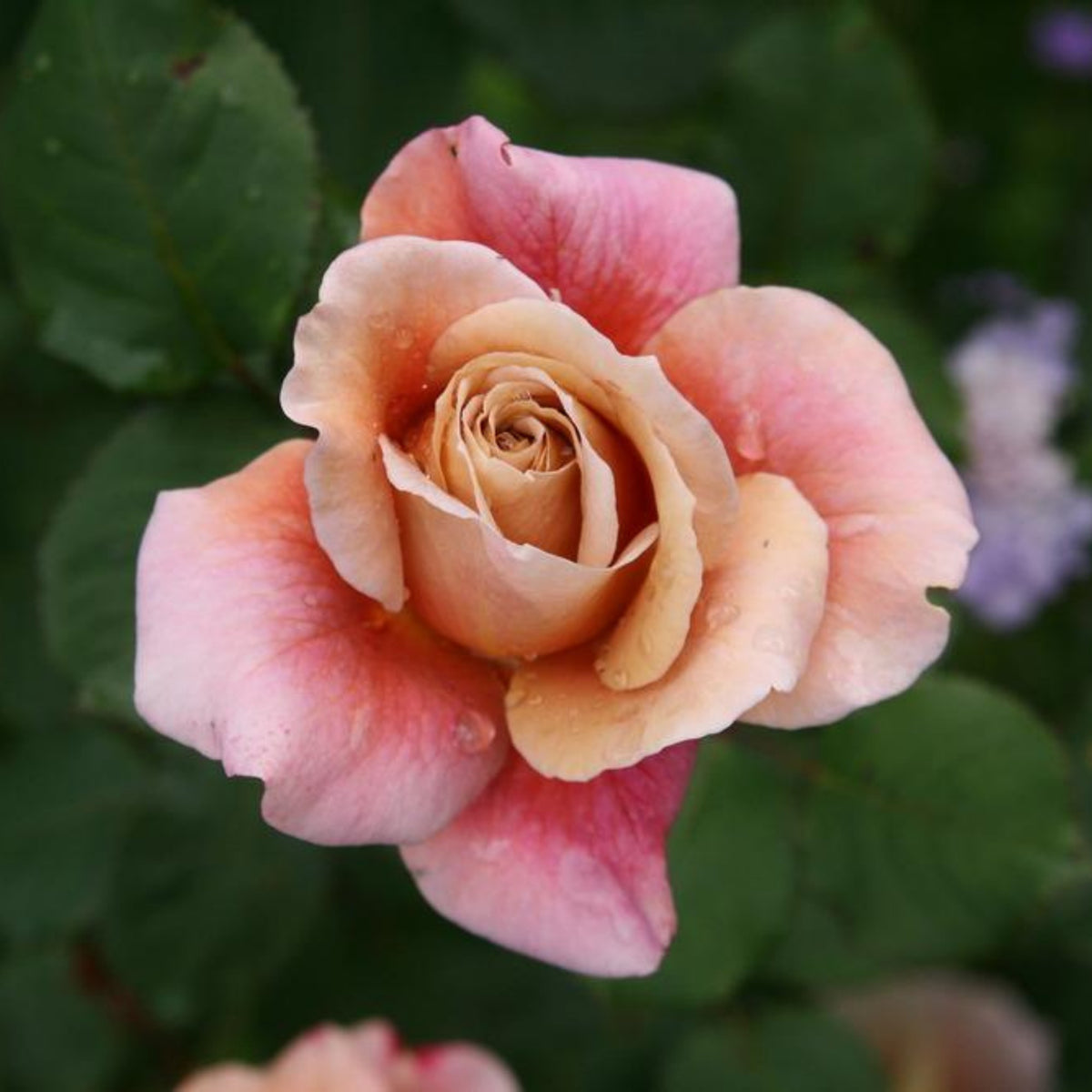 Distant Drums Hardy Rose Seeds, 30 seeds