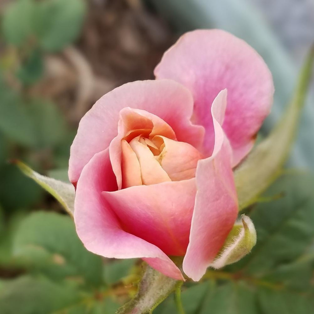 Distant Drums Hardy Rose Seeds, 30 seeds