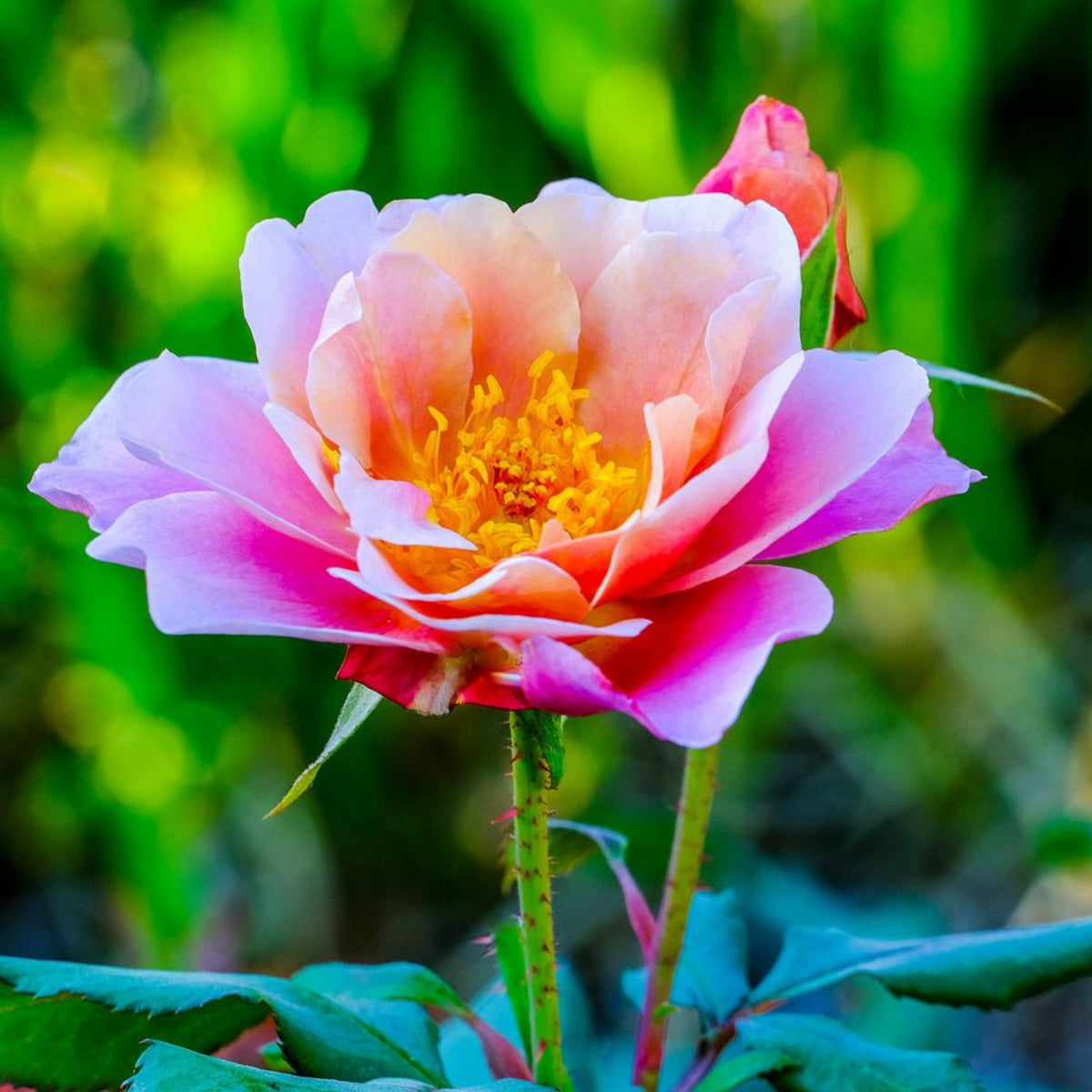 Distant Drums Hardy Rose Seeds, 30 seeds