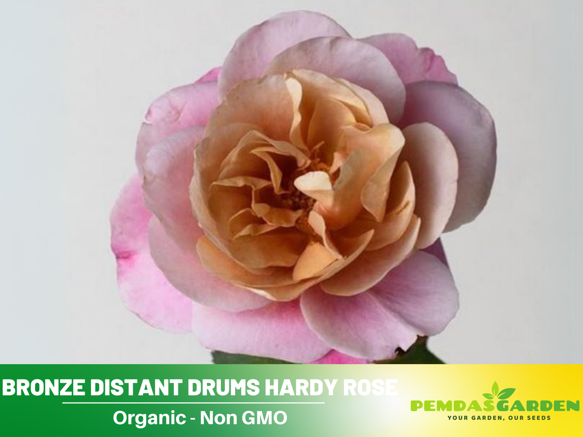 30 Rare Seeds| Distant Drums Hardy Rose Seeds #1034