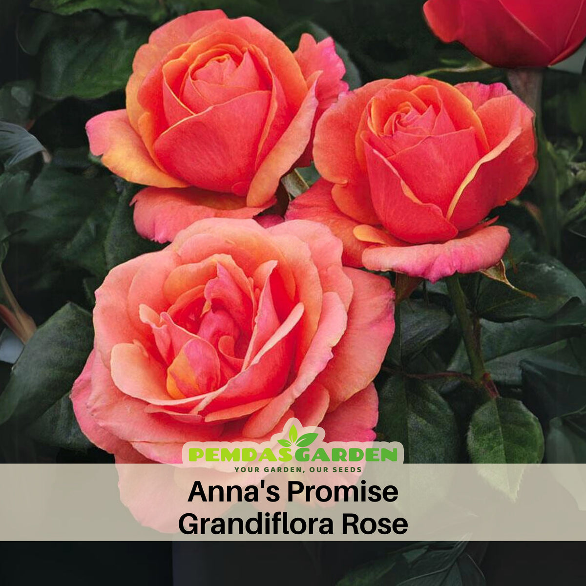 Anna's Promise Grandiflora Rose Seeds, 30 seeds