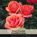 30 Rare Seeds| Anna's Promise Grandiflora Rose Seeds #1035