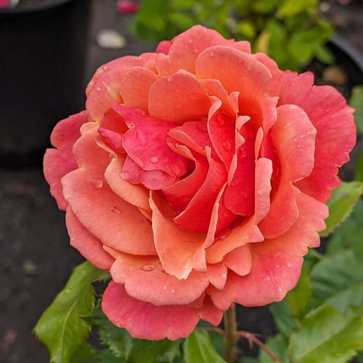 Anna's Promise Grandiflora Rose Seeds, 30 seeds