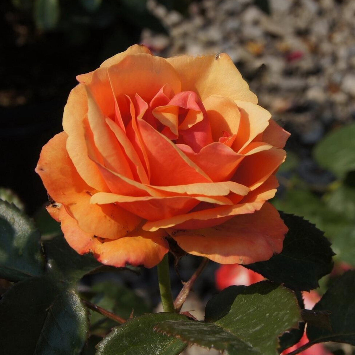 Anna's Promise Grandiflora Rose Seeds, 30 seeds