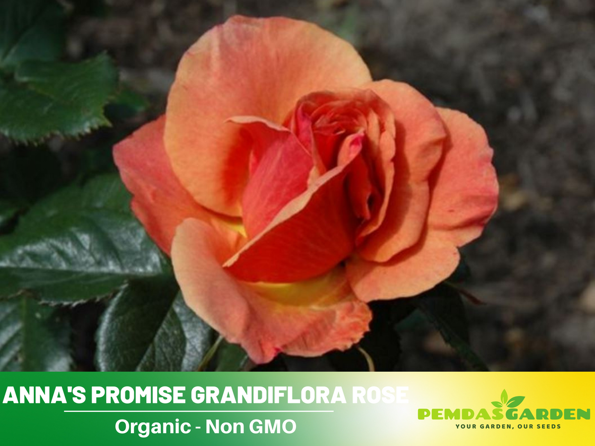 30 Rare Seeds| Anna's Promise Grandiflora Rose Seeds #1035