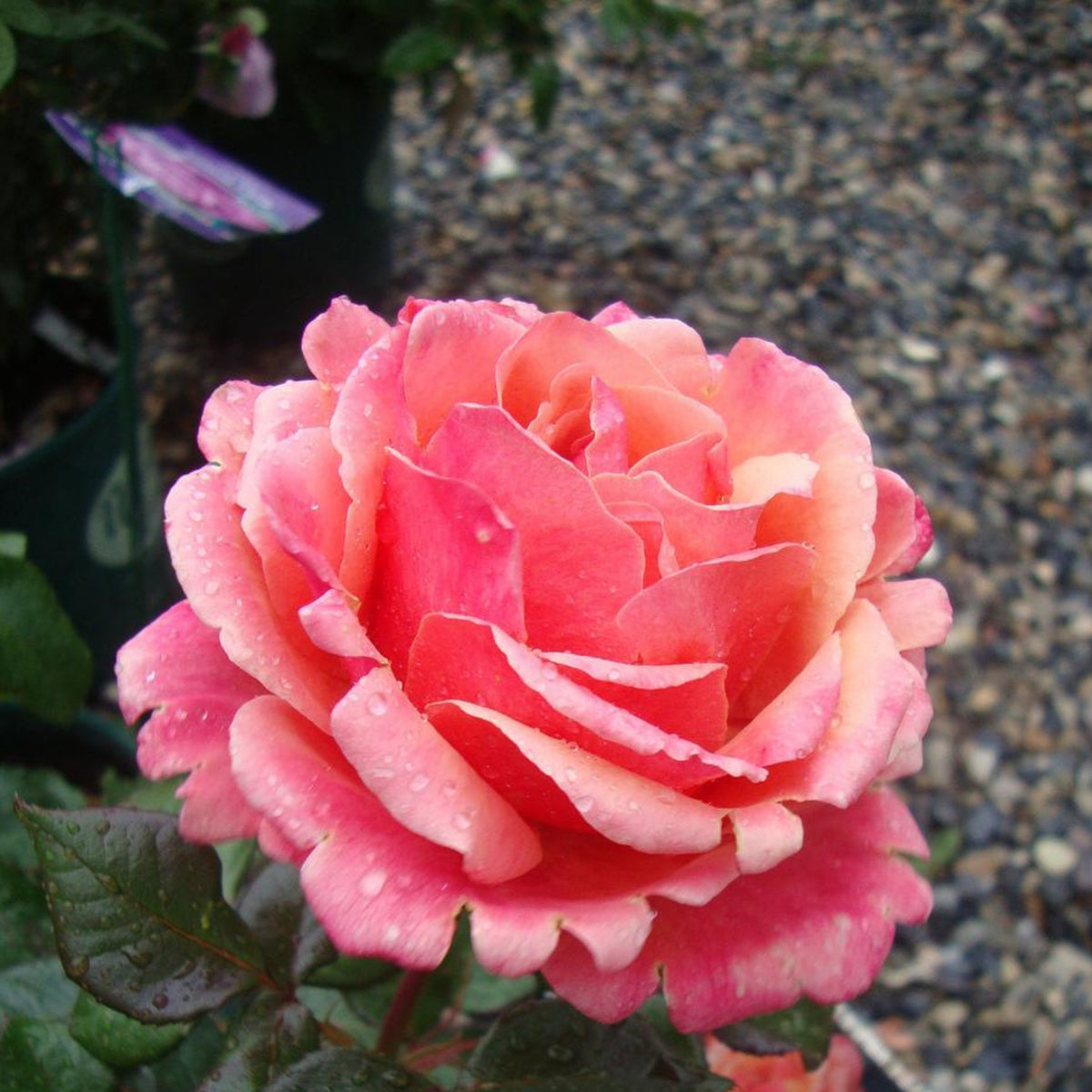 Anna's Promise Grandiflora Rose Seeds, 30 seeds