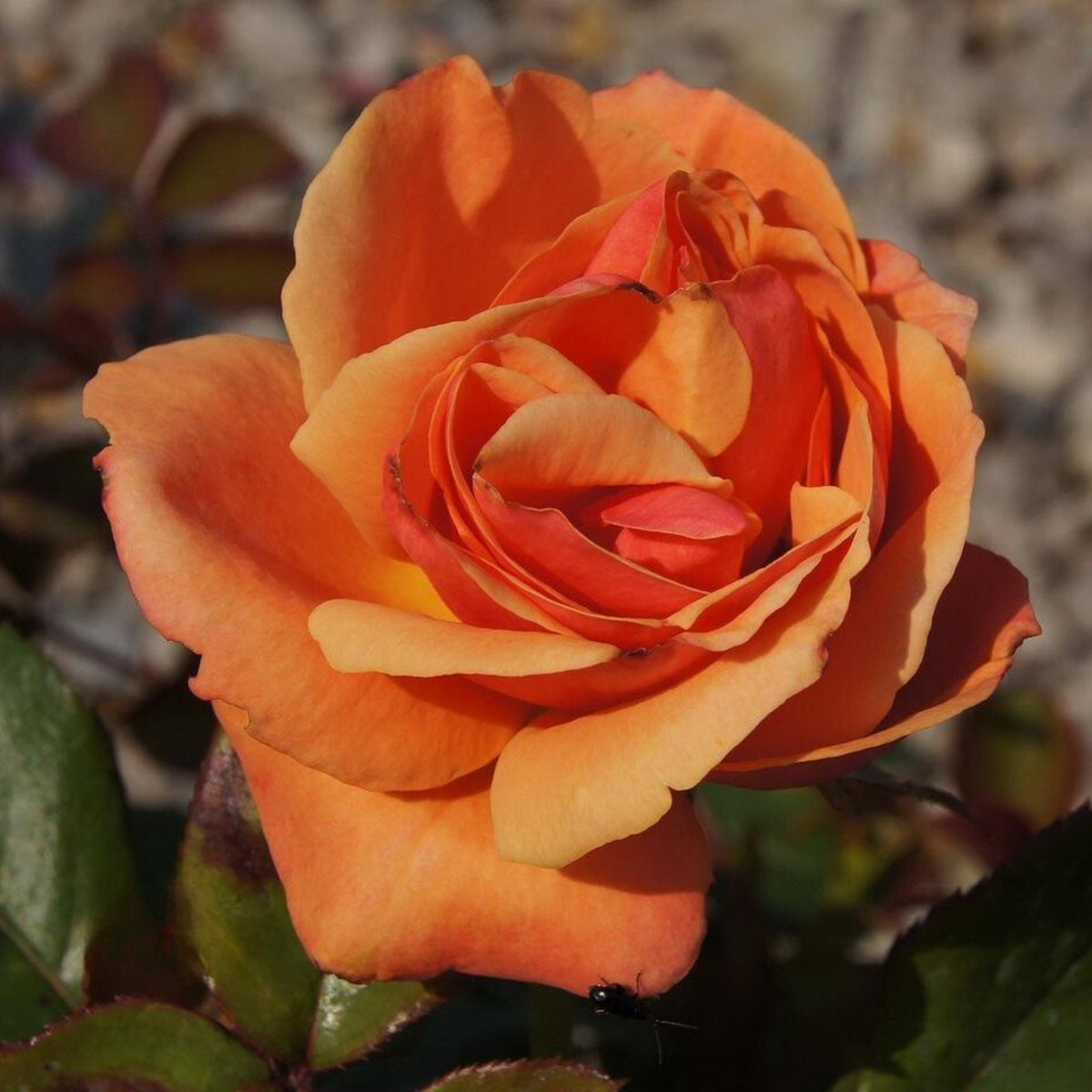 Anna's Promise Grandiflora Rose Seeds, 30 seeds