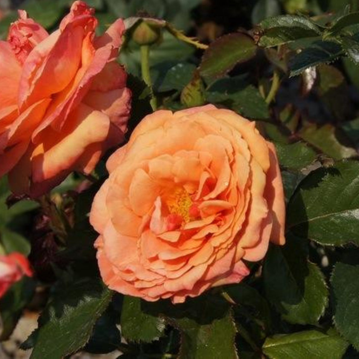Anna's Promise Grandiflora Rose Seeds, 30 seeds