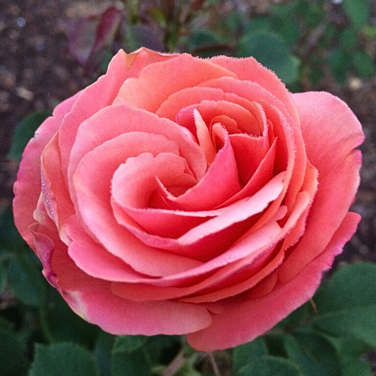 Anna's Promise Grandiflora Rose Seeds, 30 seeds