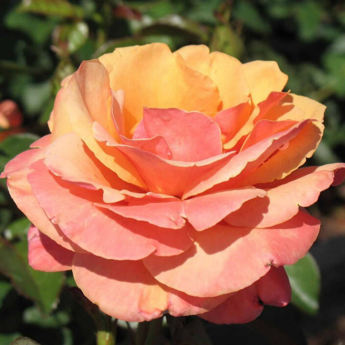 Anna's Promise Grandiflora Rose Seeds, 30 seeds