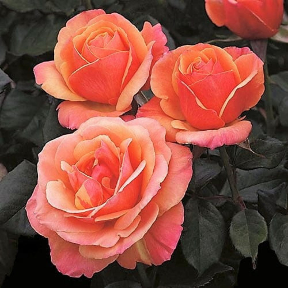 Anna's Promise Grandiflora Rose Seeds, 30 seeds
