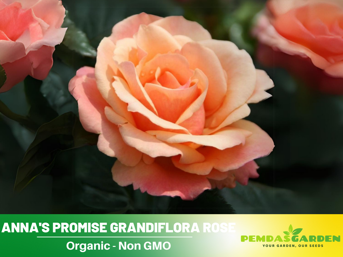 30 Rare Seeds| Anna's Promise Grandiflora Rose Seeds #1035