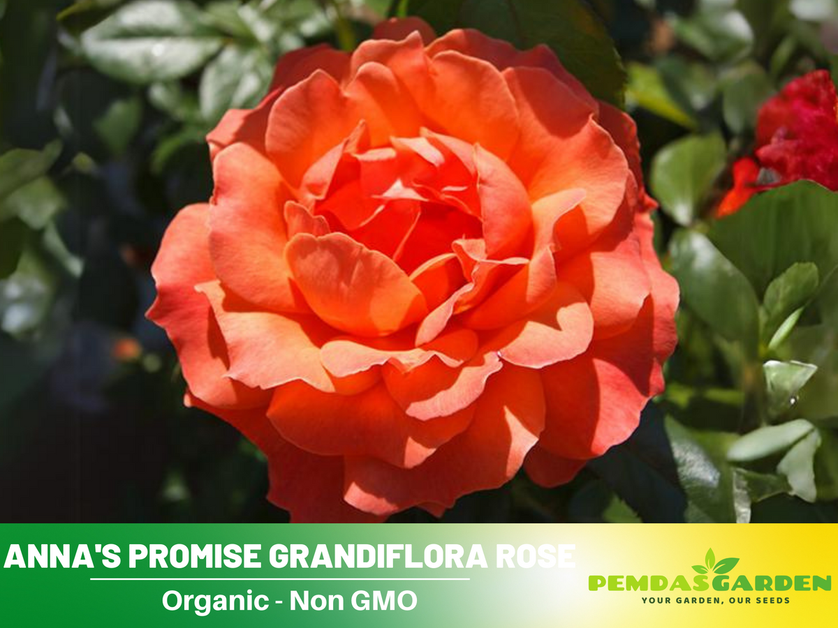 30 Rare Seeds| Livin’ Easy Floribunda rose Seeds #1037