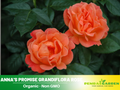 30 Rare Seeds| Livin’ Easy Floribunda rose Seeds #1037