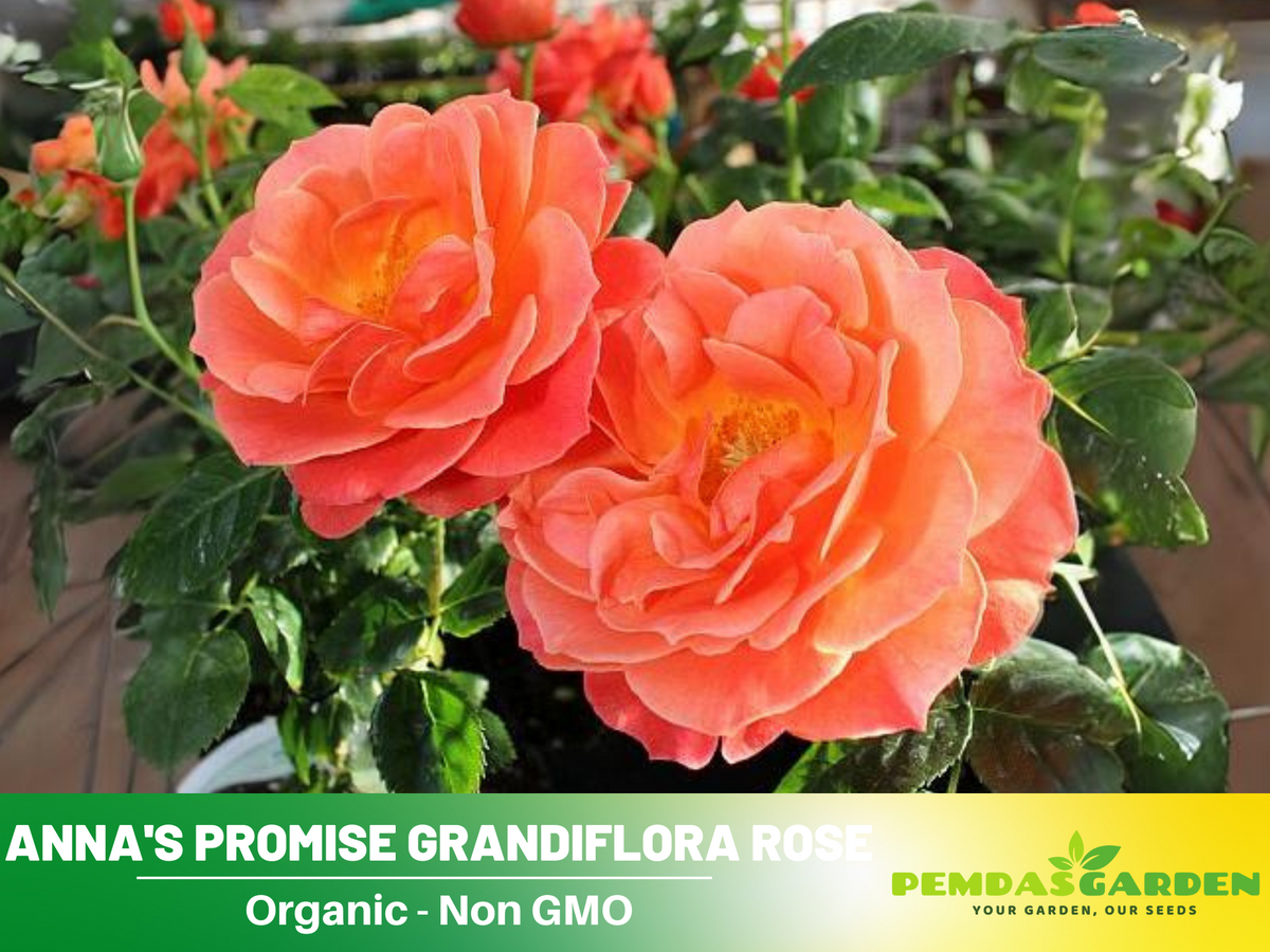 30 Rare Seeds| Livin’ Easy Floribunda rose Seeds #1037