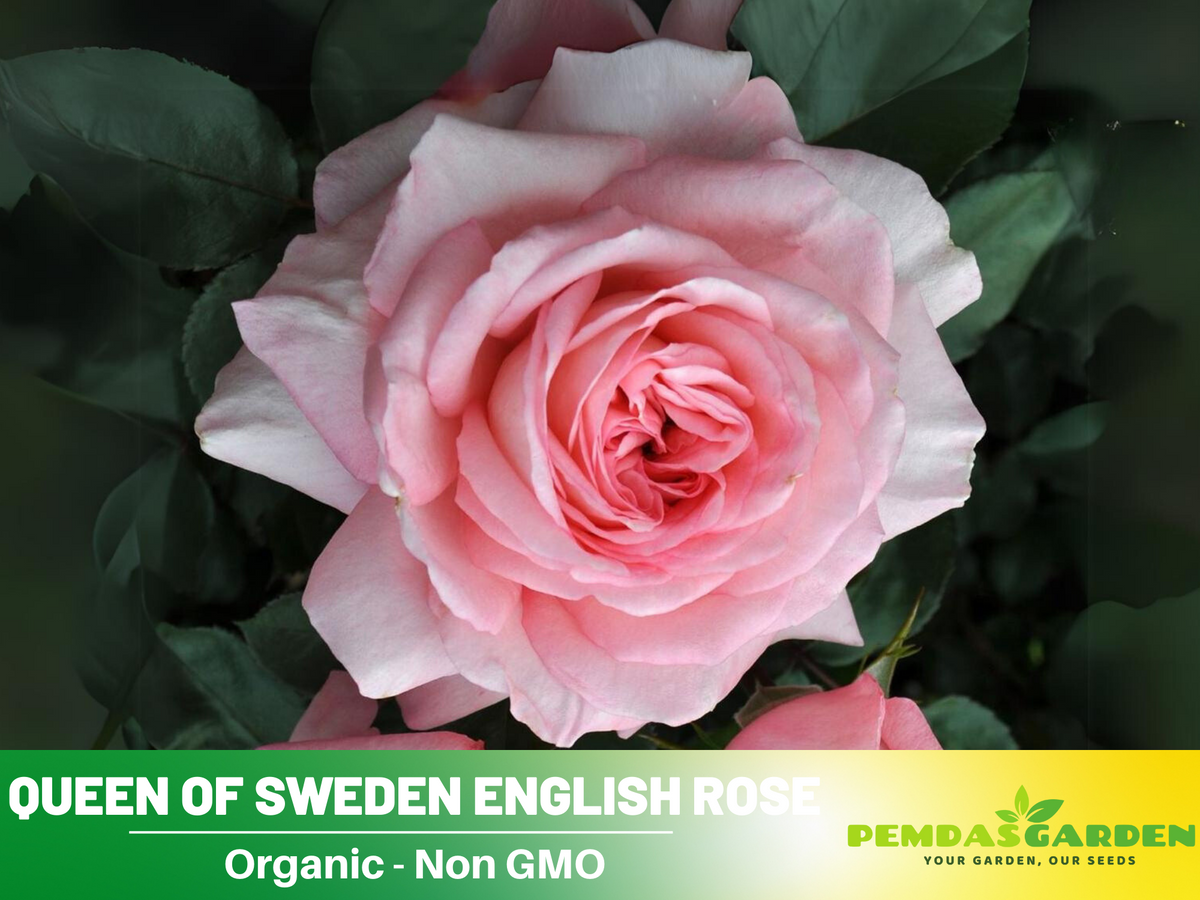 Savannah Hybrid Tea Rose Seeds, 30 seeds