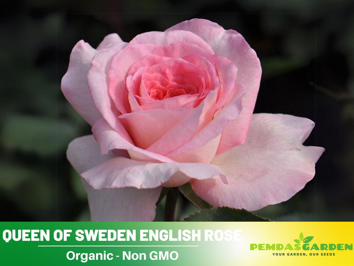 Savannah Hybrid Tea Rose Seeds, 30 seeds