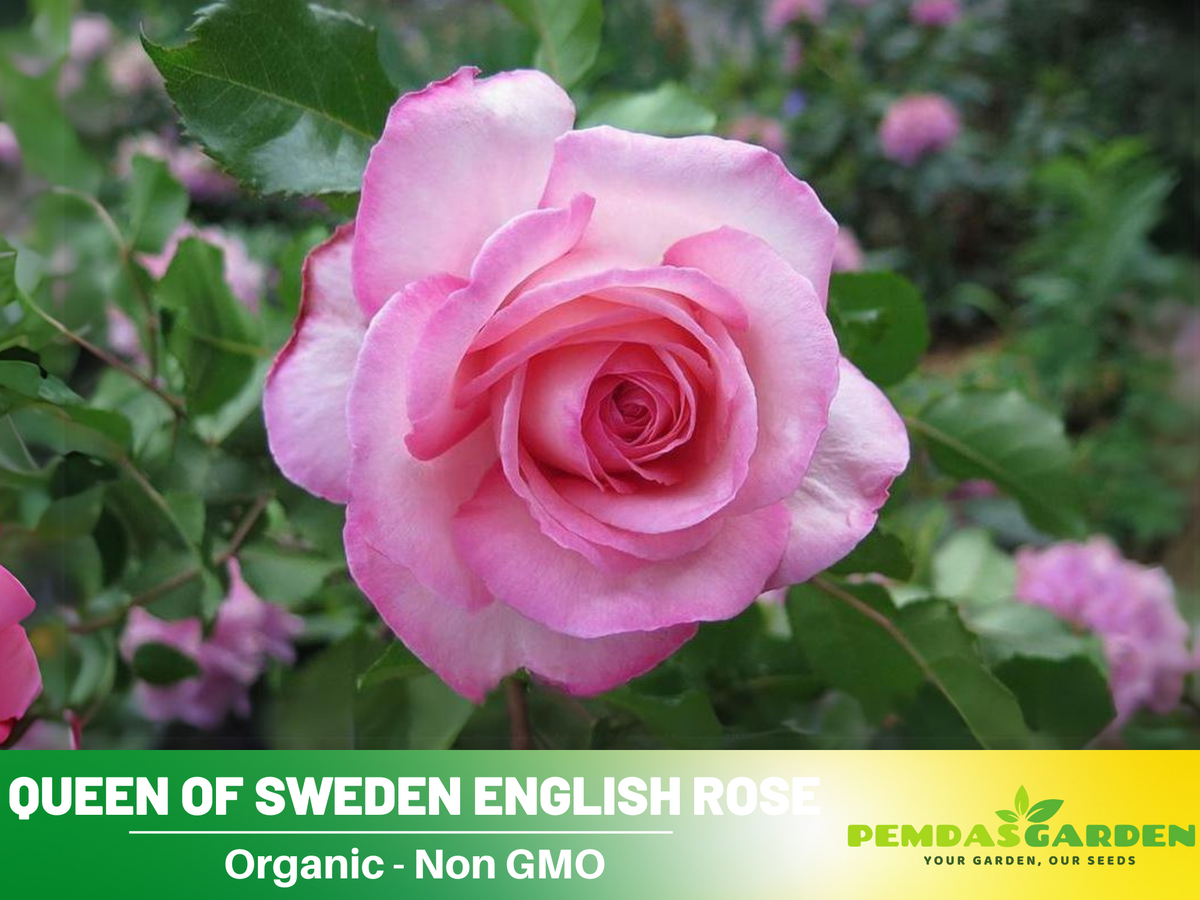 Savannah Hybrid Tea Rose Seeds, 30 seeds