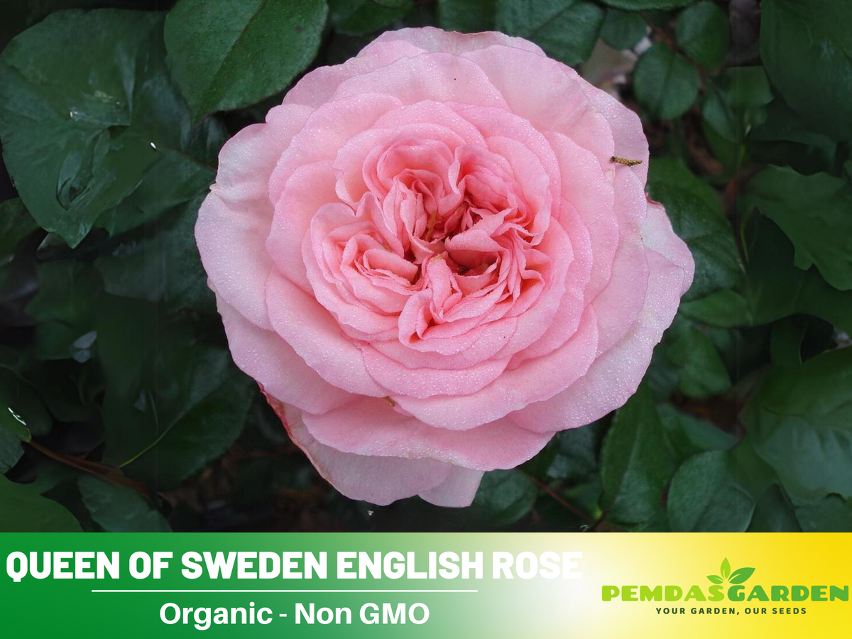 Savannah Hybrid Tea Rose Seeds, 30 seeds