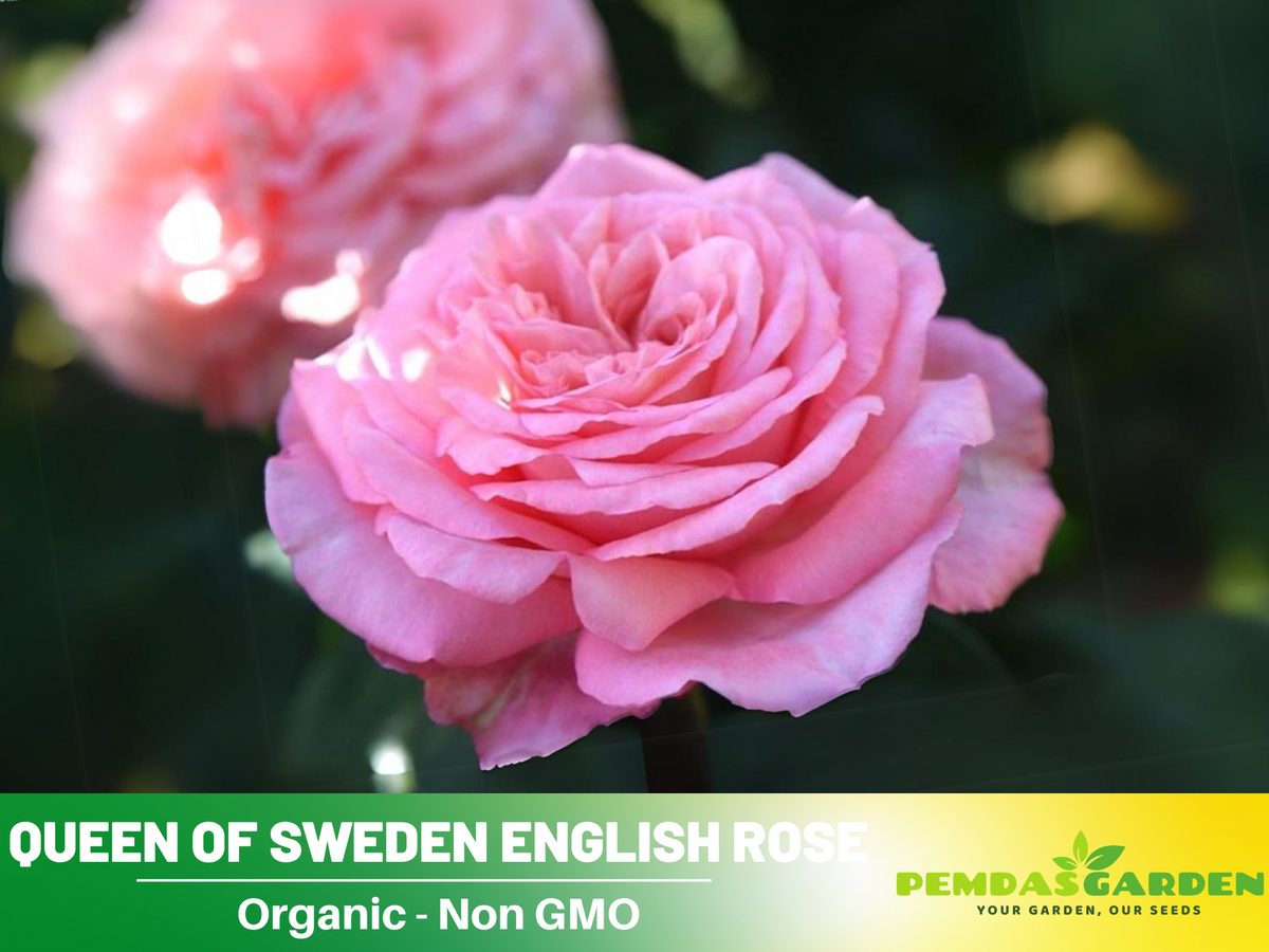 Savannah Hybrid Tea Rose Seeds, 30 seeds