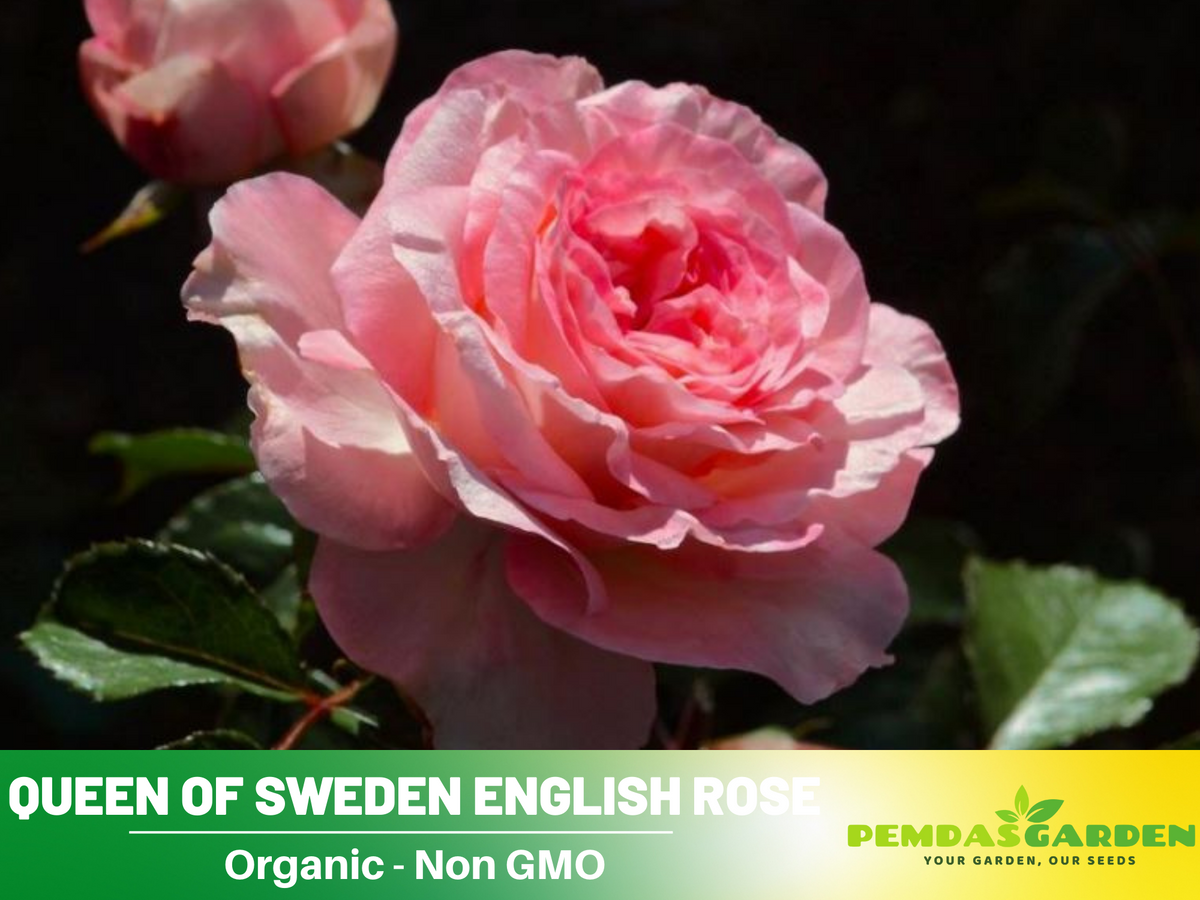 Savannah Hybrid Tea Rose Seeds, 30 seeds