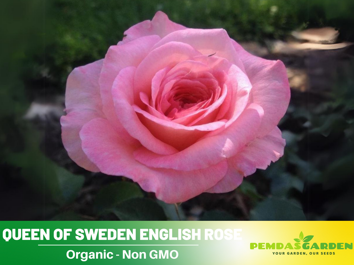 Savannah Hybrid Tea Rose Seeds, 30 seeds