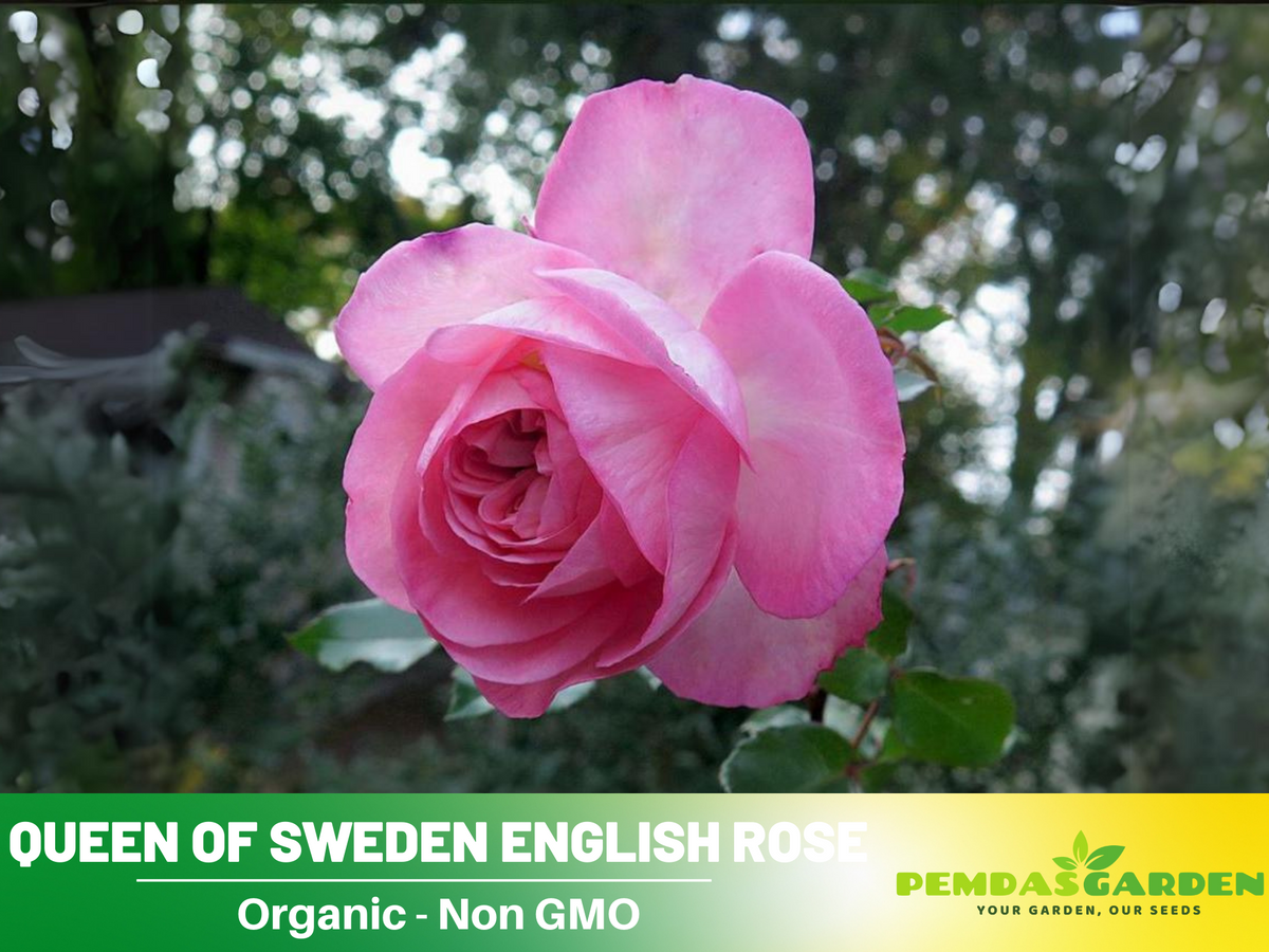 Savannah Hybrid Tea Rose Seeds, 30 seeds