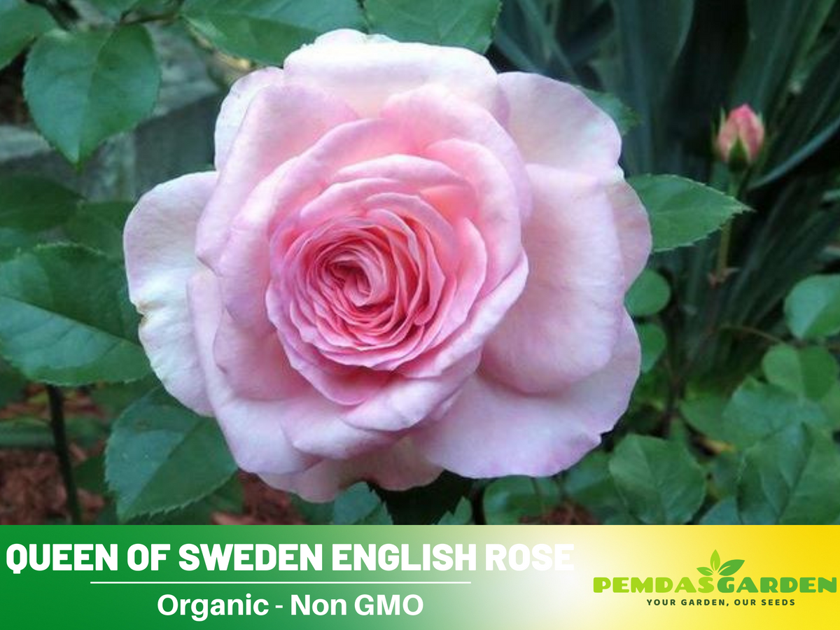 Savannah Hybrid Tea Rose Seeds, 30 seeds