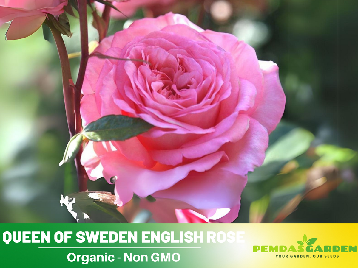 Savannah Hybrid Tea Rose Seeds, 30 seeds
