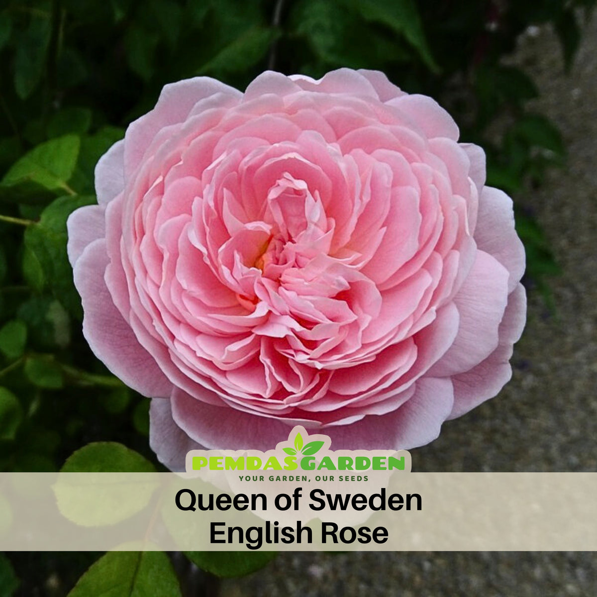 Queen of Sweden English Rose Seeds, 30 seeds