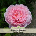 30 Rare Seeds - Queen of Sweden English Rose Seeds #1039