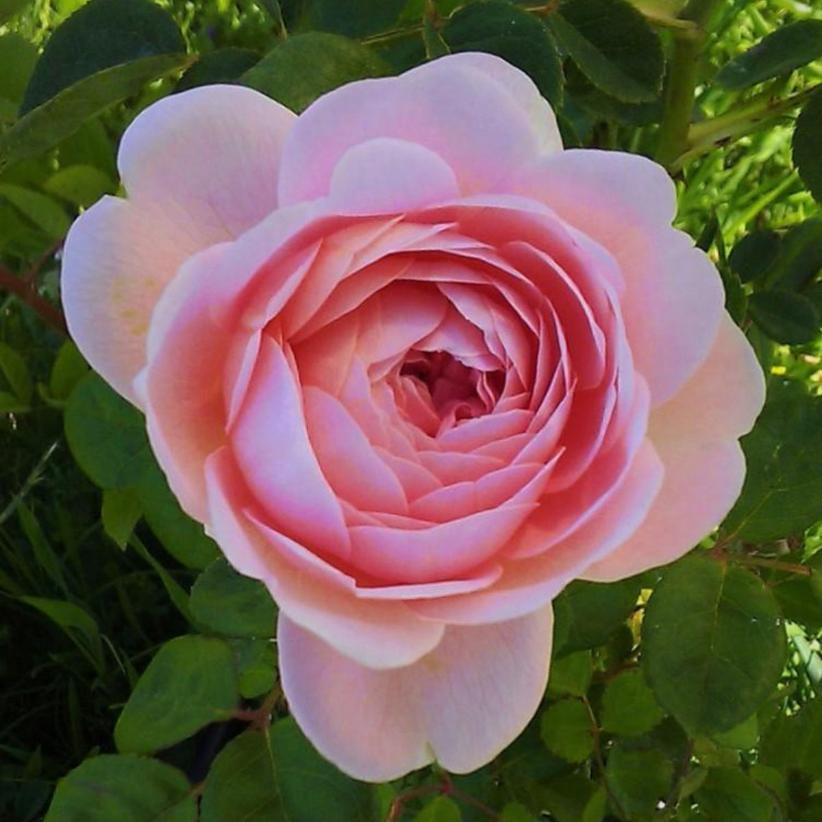 Queen of Sweden English Rose Seeds, 30 seeds