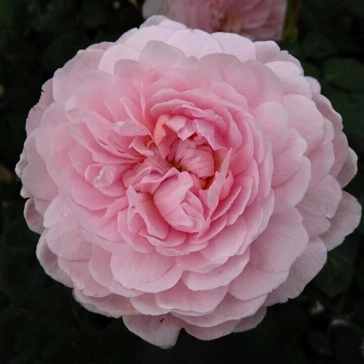 Queen of Sweden English Rose Seeds, 30 seeds