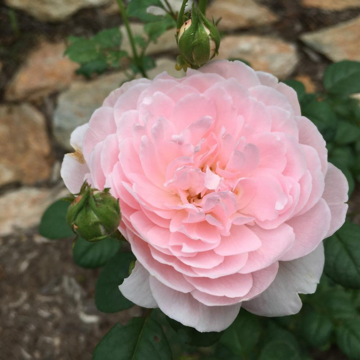 Queen of Sweden English Rose Seeds, 30 seeds