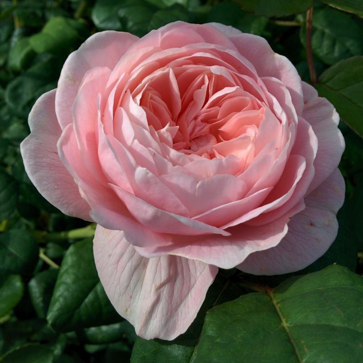 Queen of Sweden English Rose Seeds, 30 seeds