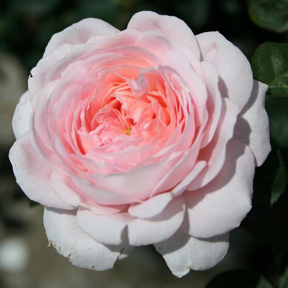 Queen of Sweden English Rose Seeds, 30 seeds