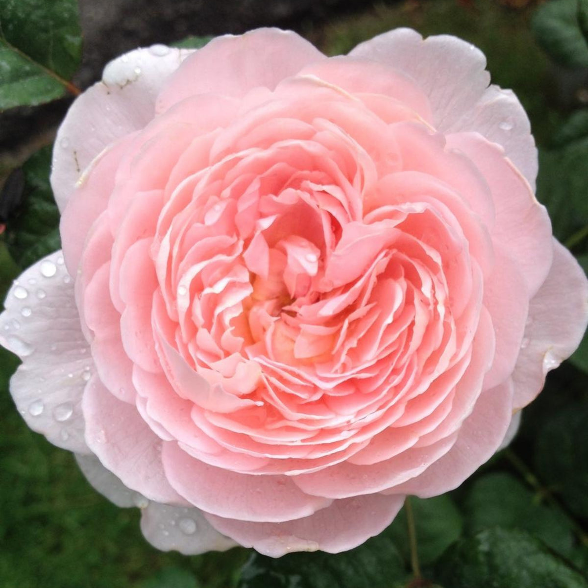 Queen of Sweden English Rose Seeds, 30 seeds