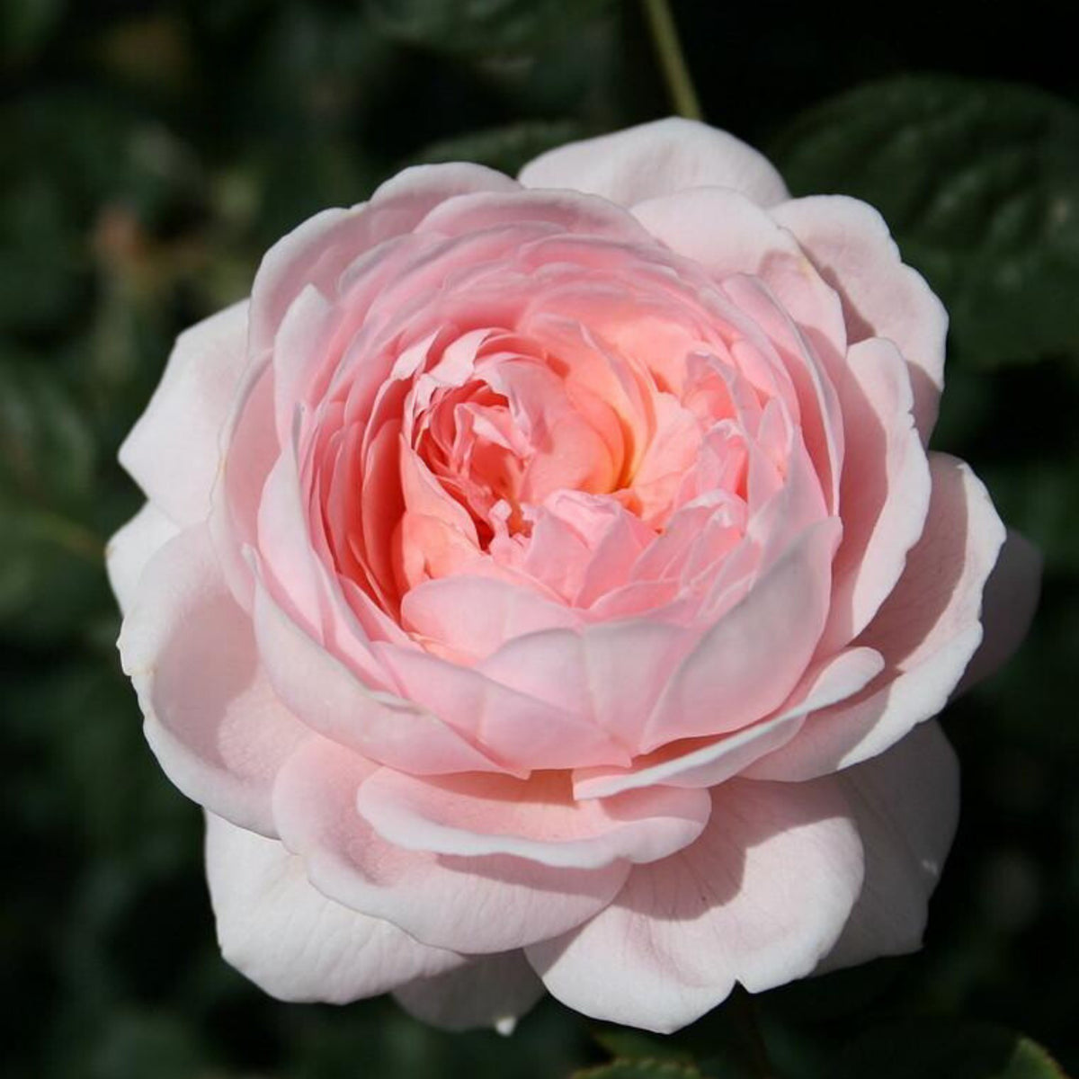 Queen of Sweden English Rose Seeds, 30 seeds