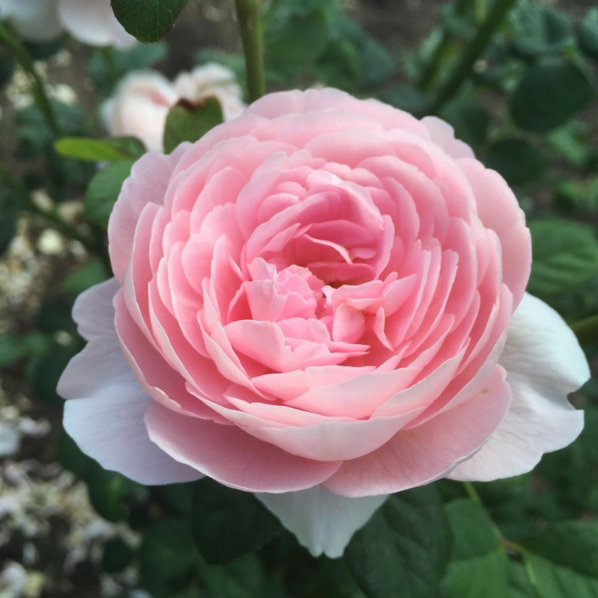 Queen of Sweden English Rose Seeds, 30 seeds
