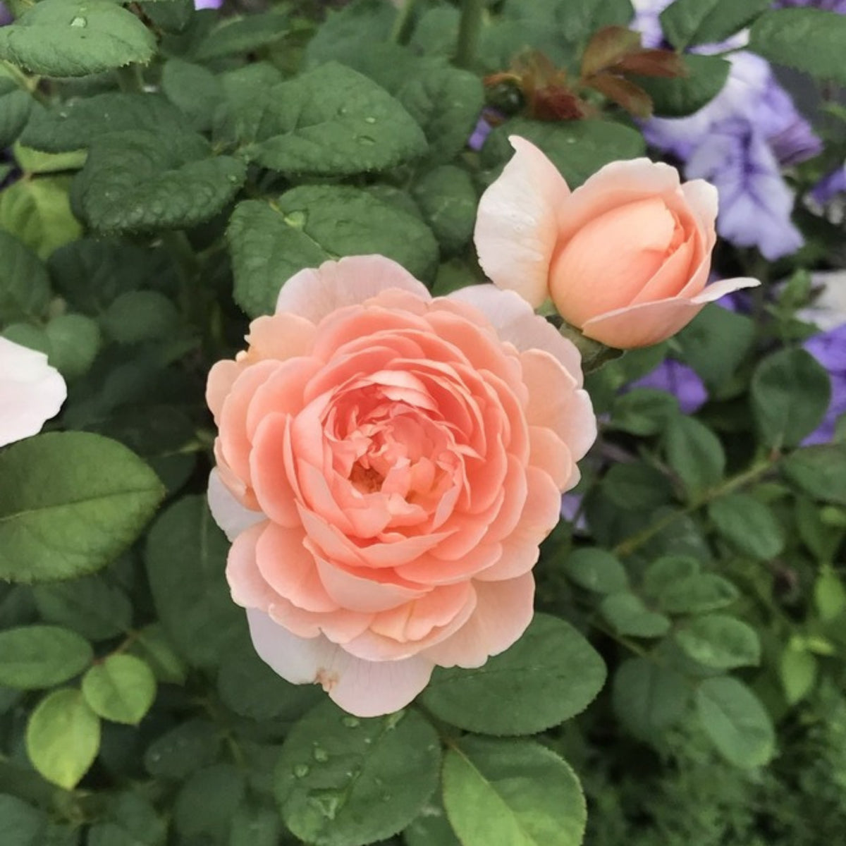 Queen of Sweden English Rose Seeds, 30 seeds