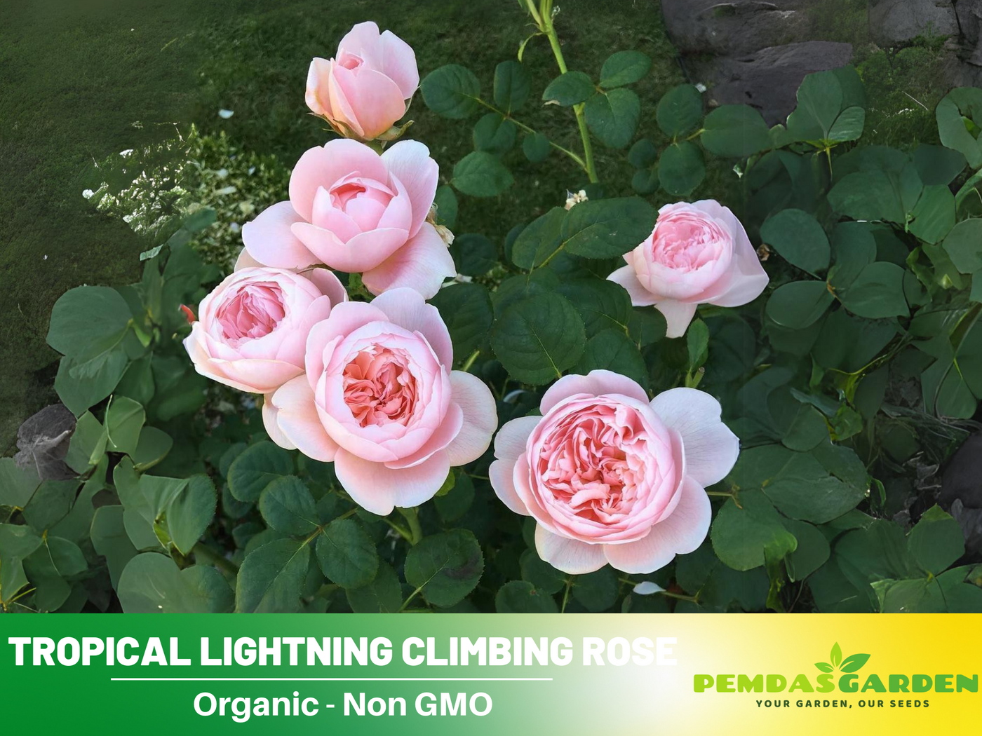 english rose seeds 30 Rare Seeds