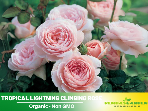 english rose seeds for sale 30 Rare Seeds