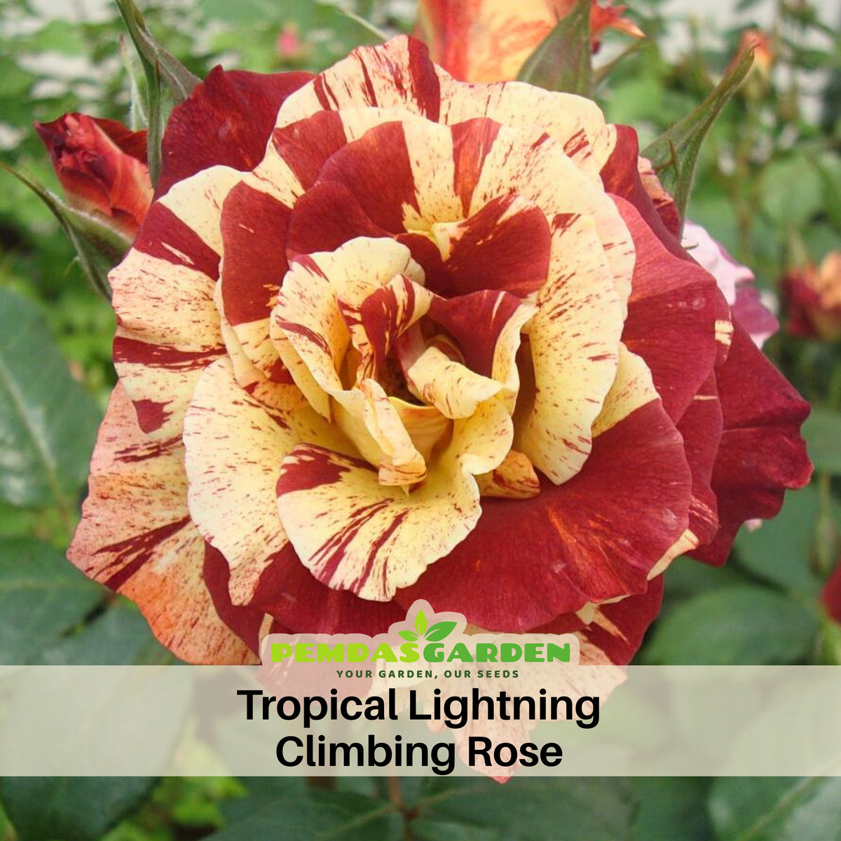 Tropical Lightning Climbing Rose Seeds, 30 seeds