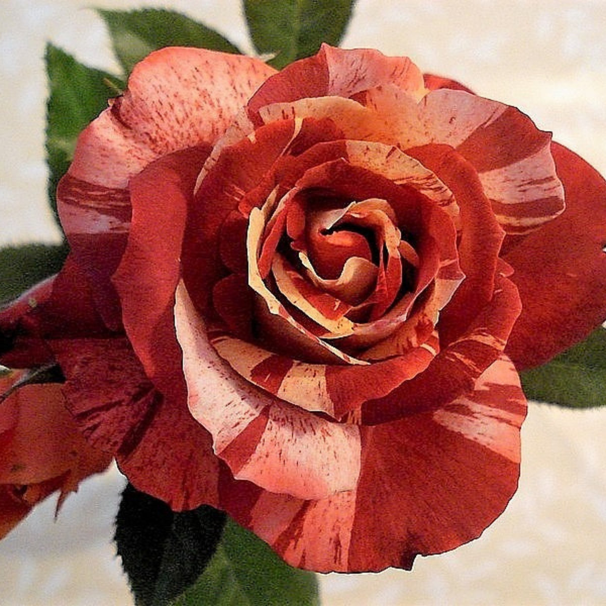 Tropical Lightning Climbing Rose Seeds, 30 seeds
